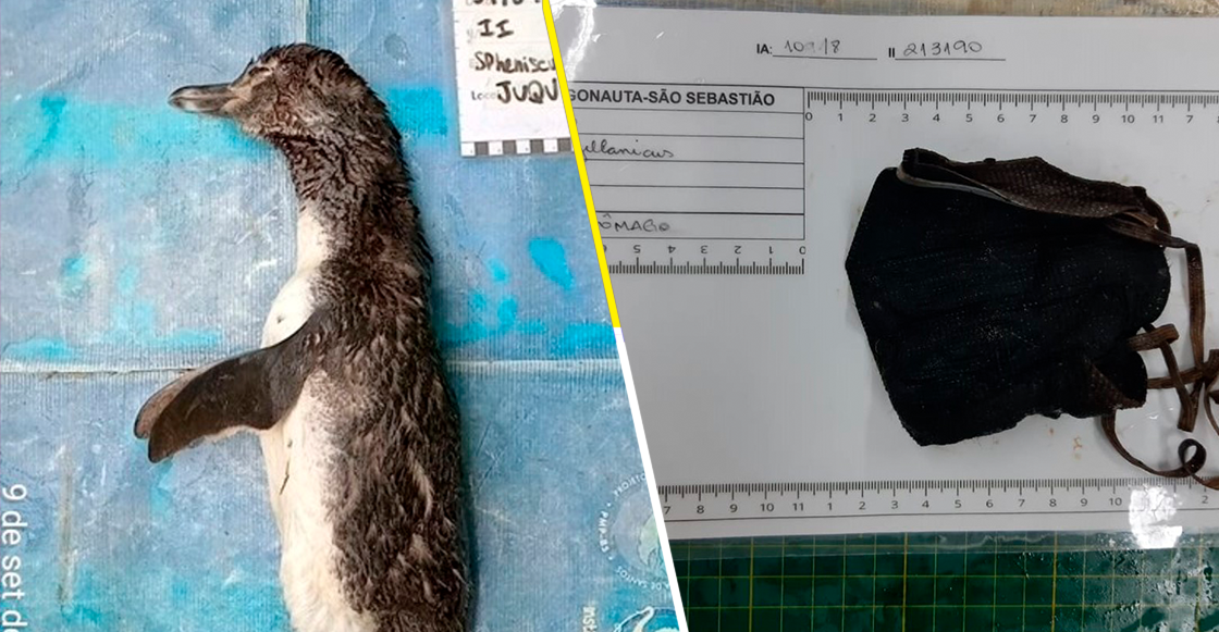 Mundo enfermo y triste: Hallan a un pingüino muerto tras ingerir un cubrebocas en Brasil