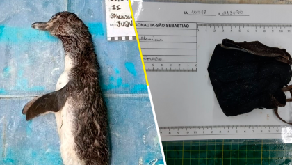 Mundo enfermo y triste: Hallan a un pingüino muerto tras ingerir un cubrebocas en Brasil