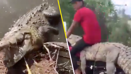 Mundo enfermo y triste: Jóvenes atrapan a un cocodrilo y se lo llevan en moto en Sinaloa