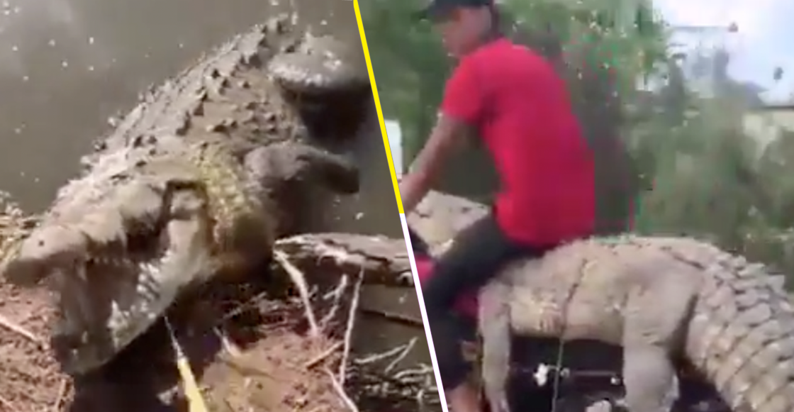 Mundo enfermo y triste: Jóvenes atrapan a un cocodrilo y se lo llevan en moto en Sinaloa