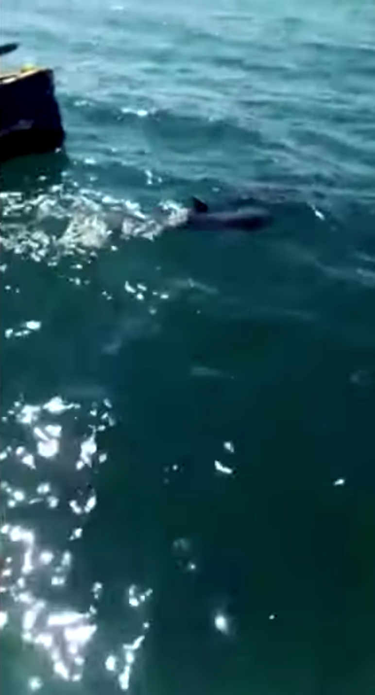 Sniff: Mamá delfín muere al tratar de salvar a su cría de un derrame de petróleo 