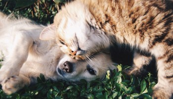 mascotas-perro-gato-humanos