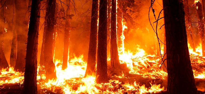 Pareja causa un incendio forestal por organizar una fiesta de revelación de género