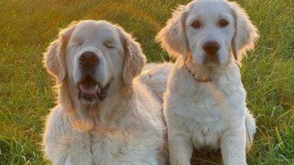 Héroes peludos: perrito con ceguera recibe ayuda de otro cachorro