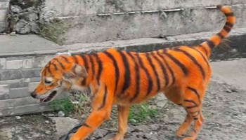 Mundo enfermo y triste: Pintan a perrito callejero para que parezca tigre