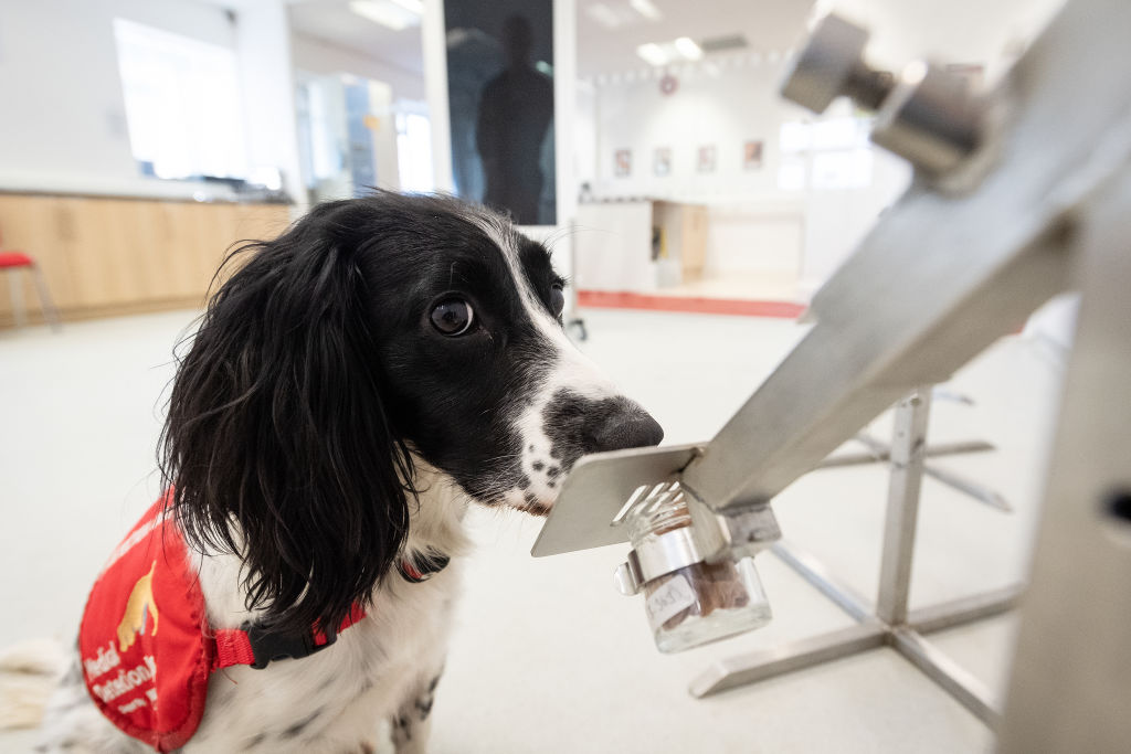 ¡Órale! Aeropuerto de Finlandia ya cuenta con perritos que detectan coronavirus 