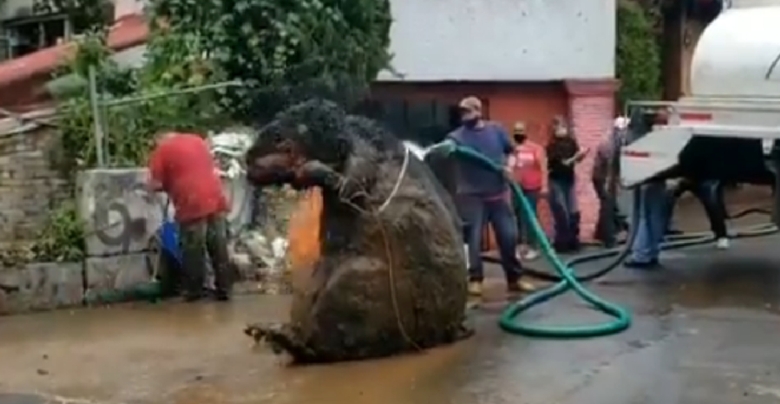 Nomás en México: Encuentran botarga de rata gigante en drenaje de la CDMX
