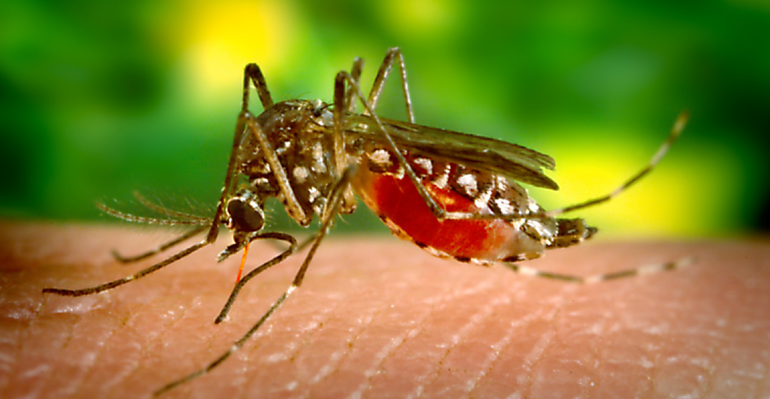 Confirman en Colima segundo caso de ‘Covid-Dengue’ en una niña de 5 años