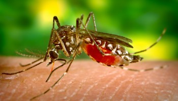 Confirman en Colima segundo caso de ‘Covid-Dengue’ en una niña de 5 años