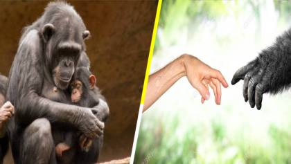 El país de los simios: Suiza vota para que los monos tengan derechos constitucionales