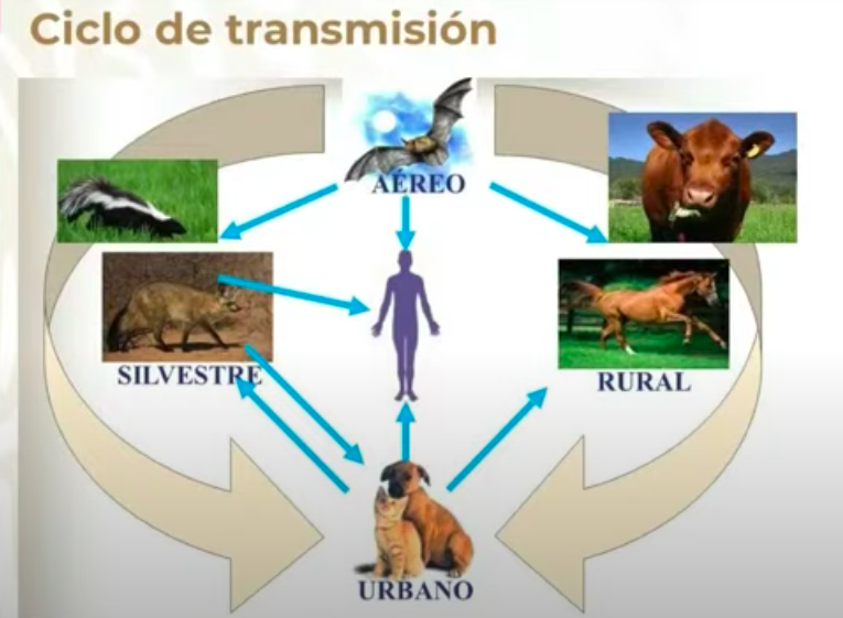 transmision-rabia-ciclo