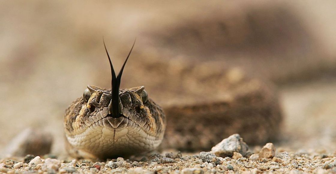 vibora-cascabel-cdmx-hospital-tlahuac