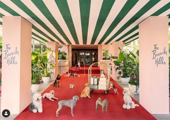 ¡Ternuringa! Gray Malin retrata la vida de los peludos en el hotel para perros