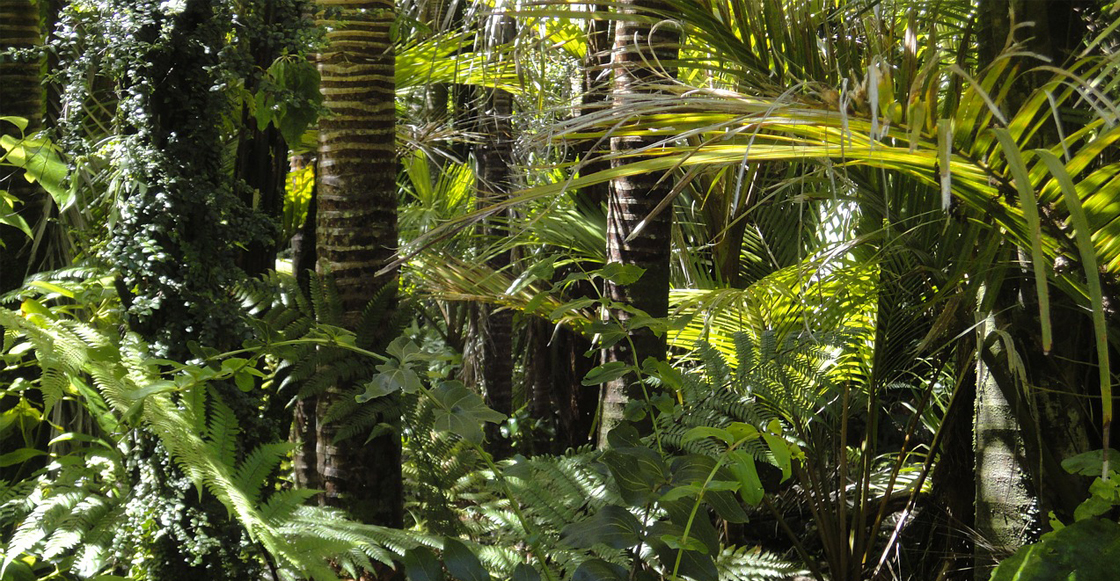 bosque-selva-amazonas-brasil