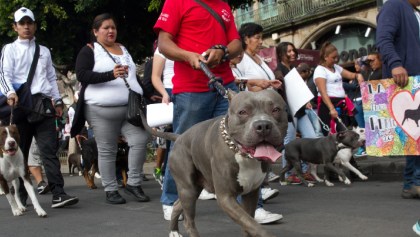 Diputado de Morena propone hasta 4 años de cárcel a quienes organicen peleas de animales