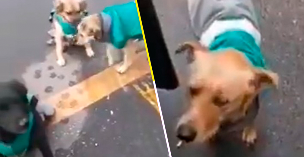 ¡Hermoso! Empresa de transporte 'contrata' a perritos callejeros para acompañar a choferes