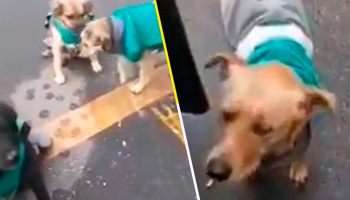 ¡Hermoso! Empresa de transporte 'contrata' a perritos callejeros para acompañar a choferes