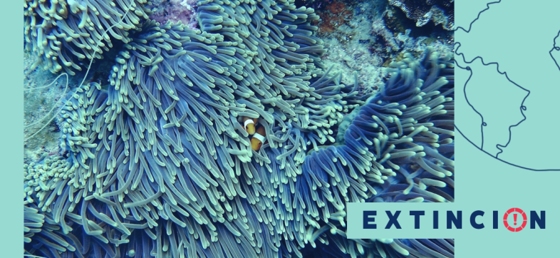 extincion-importancia-coral-arrecifes