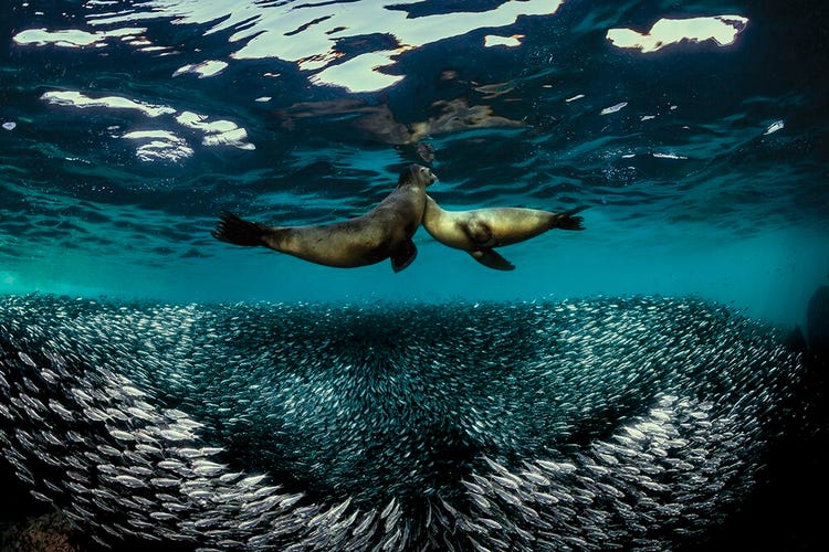 Las mejores fotografías submarinas del concurso ‘Trough Your Lens’ 2020