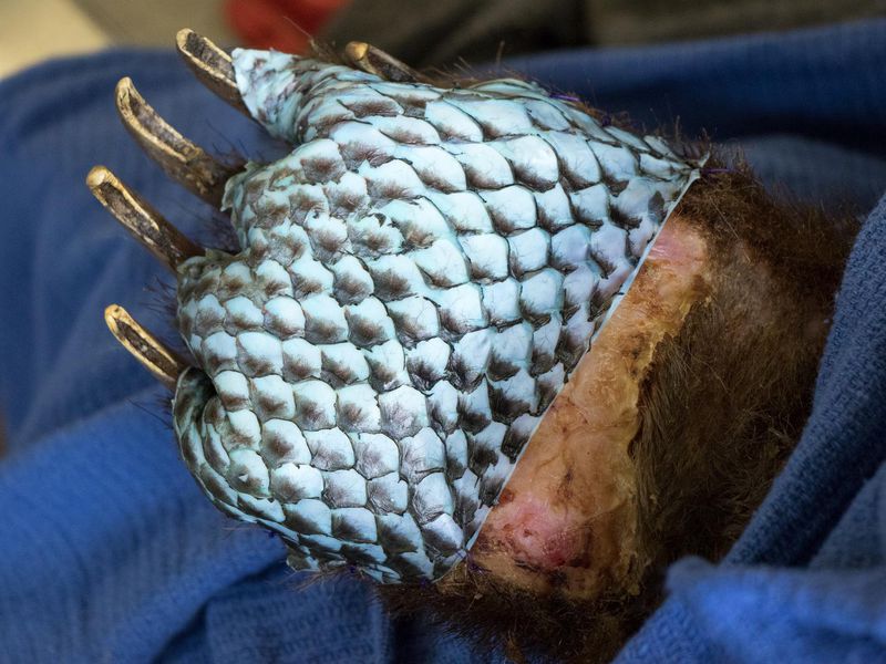 Brasil usa piel de tilapia para curar a los animales quemados por los incendios en el Pantanal