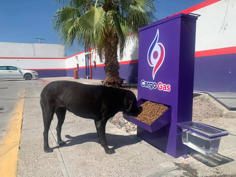 Awww: Gasolinera alimenta a perritos de la calle y se vuelve viral 