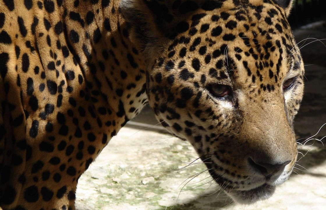 jaguar-campeche