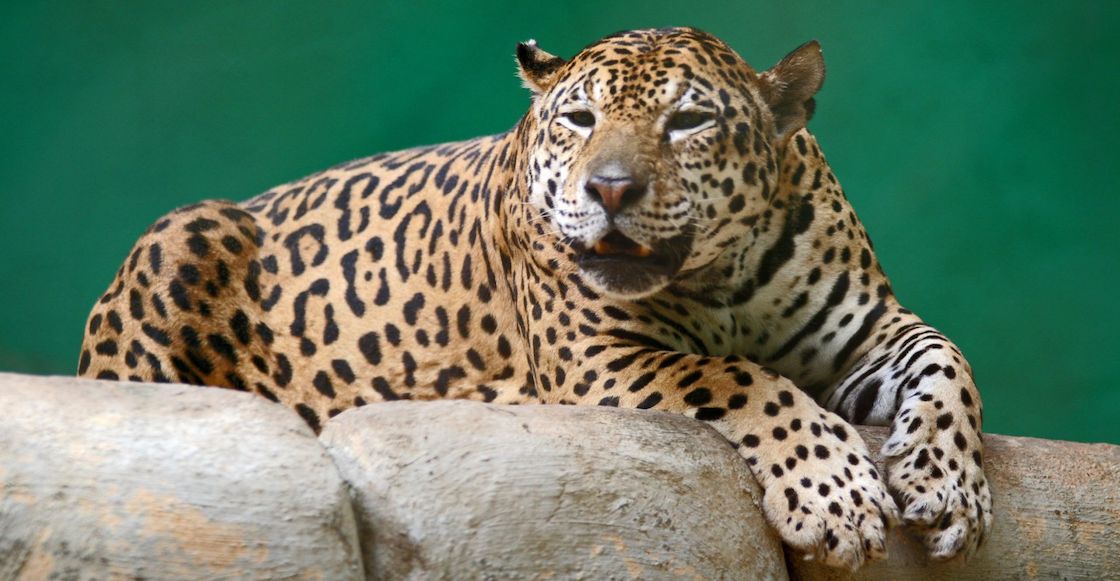 matan-jaguar-brasil