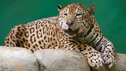 matan-jaguar-brasil
