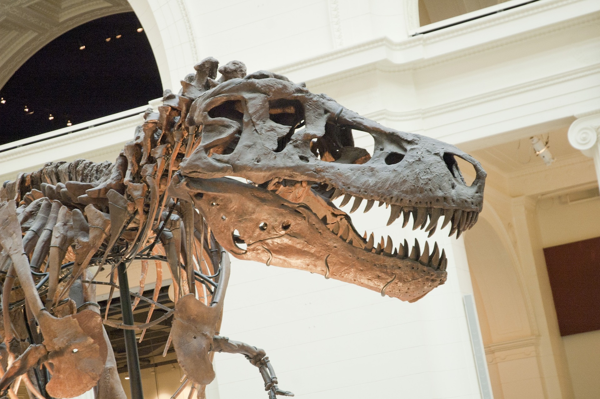 ¡OLV! Niño descubre huesos de dinosaurio con más de 69 millones de años