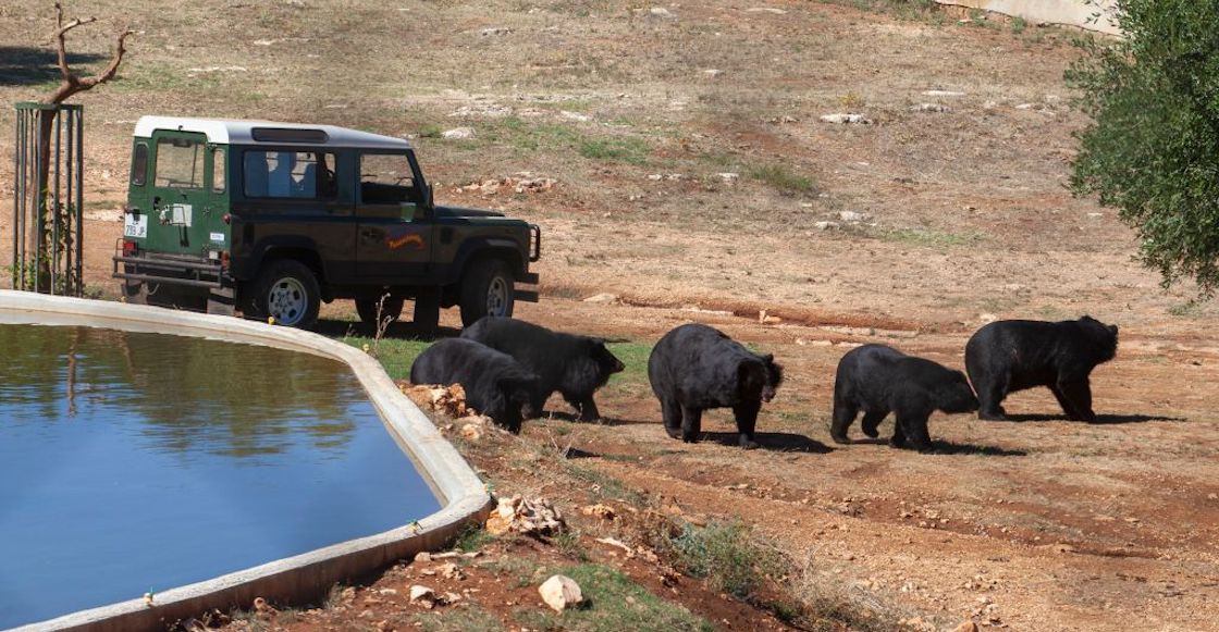 osos-china-ataque-cuidador