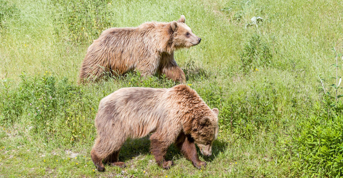piden-regresar-caza-osos-montana