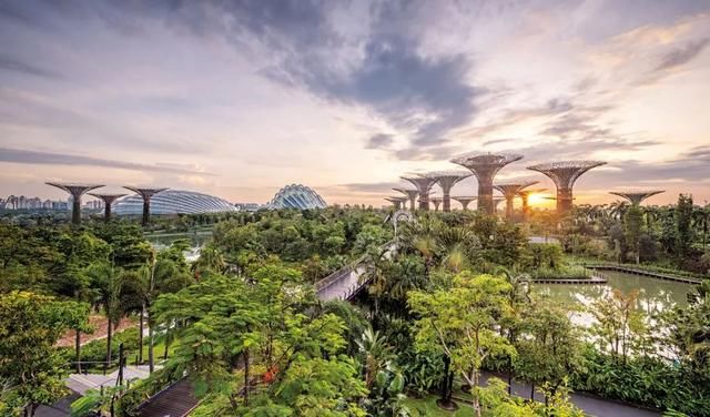 El increíble y ambicioso plan de Singapur para plantar un millón de árboles