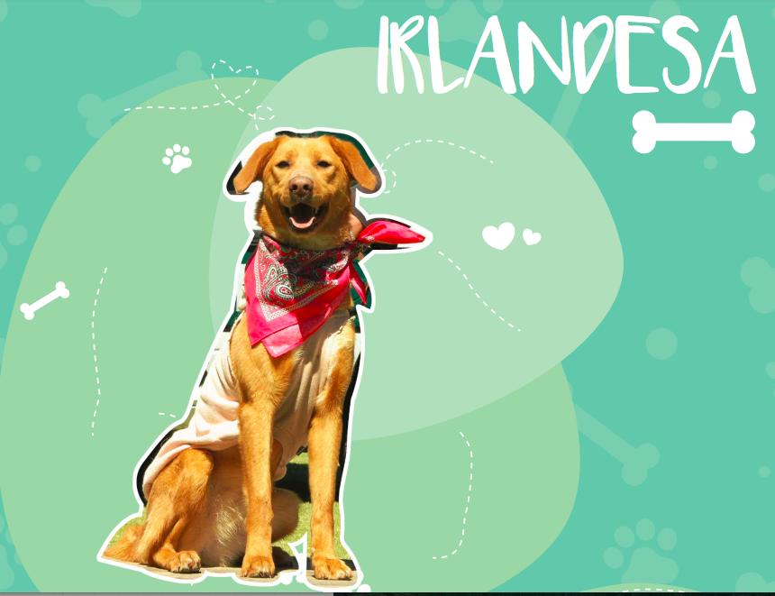 perros-catalogo-bva-cdmx