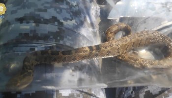 serpientes-hallazgos-alcaldias-cdmx
