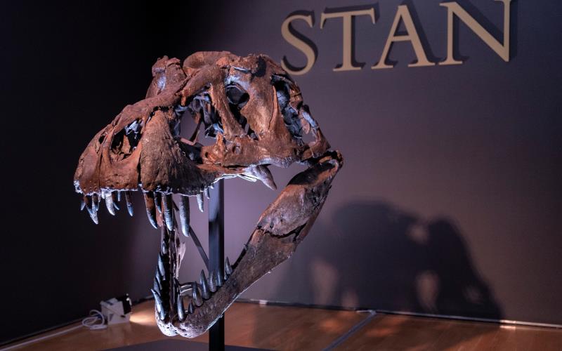 ¡Háblenle al Dr. Hammond! El esqueleto de Stan, el T-Rex, se subastó por 31 millones de dólares