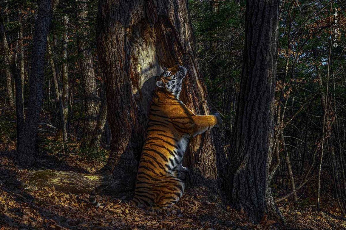 tigre-siberiano-reino-unido