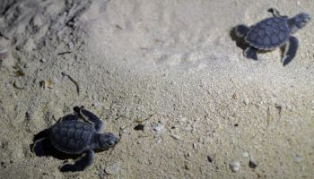 playas-tortugas-anidan-areas-naturales-protegidas-mexico