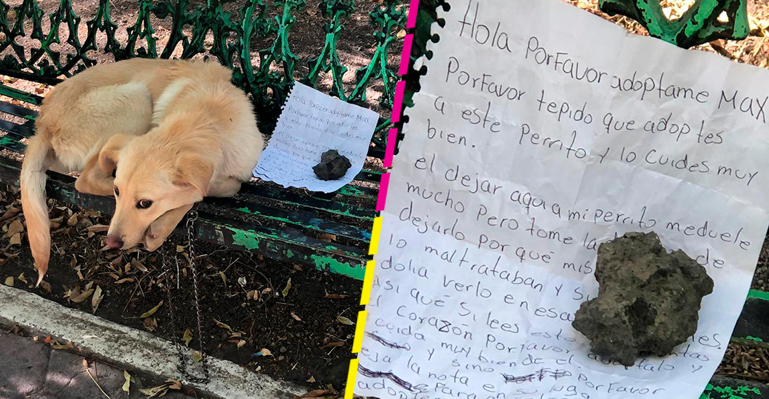 "Por favor, adóptame": Abandonan al perrito Max con una carta en una banca de la CDMX