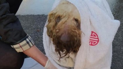 ¡Heroicos! Bomberos rescatan a un perrito ciego que cayó a un estanque de agua residual