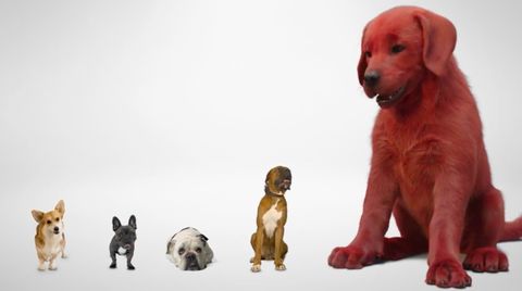 ¿Guau? Así luce ‘Clifford, el Gran Perro Rojo’ en live action