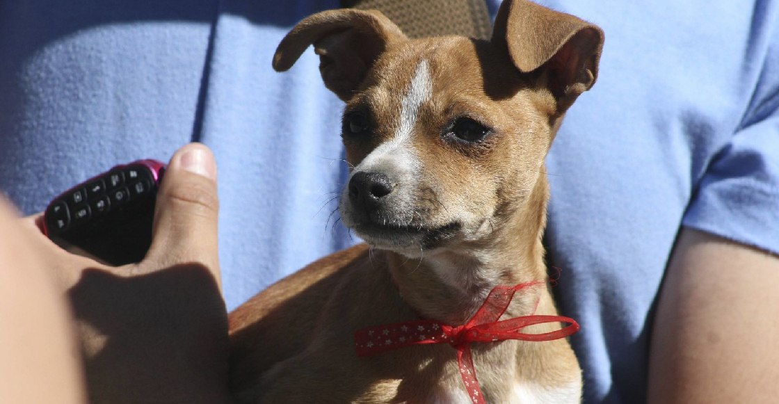 Aprueban en Tamaulipas prohibir mutilación de mascotas con fines estéticos