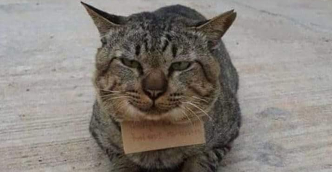 Michi curioso: Gato regresa a casa tres días después con una deuda en una pescadería