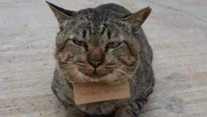 Michi curioso: Gato regresa a casa tres días después con una deuda en una pescadería