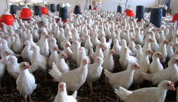 gripe-aviar-brotes-europa-aves