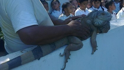 iguanas robo 2