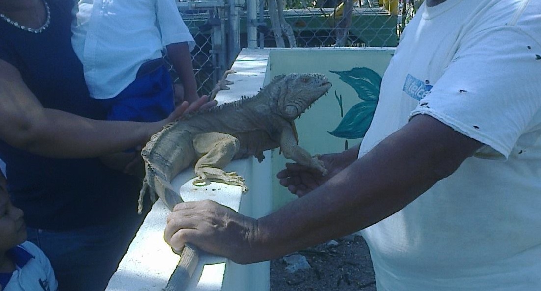 iguanas robo1