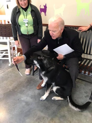 Major, el primer perrito rescatado que vivirá en la Casa Blanca gracias al triunfo de Joe Biden