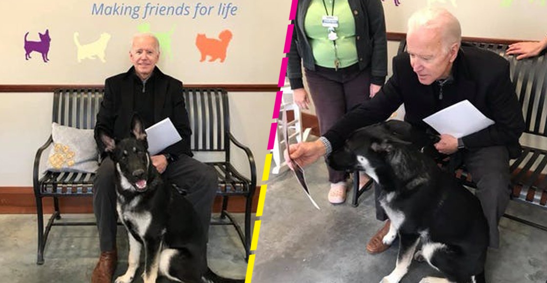 ‘Major’, el primer perrito rescatado que vivirá en la Casa Blanca gracias al triunfo de Joe Biden