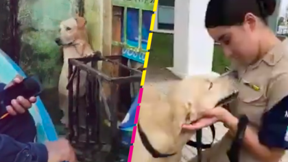 ¡Ya tiene nueva familia! La Marina adopta al perrito que rescataron de las inundaciones en Tabasco