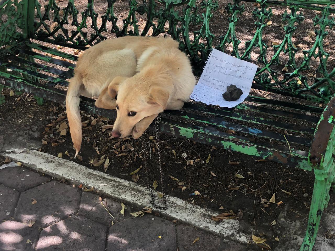 "Por favor, adóptame": Abandonan al perrito Max con una carta en una banca de la CDMX